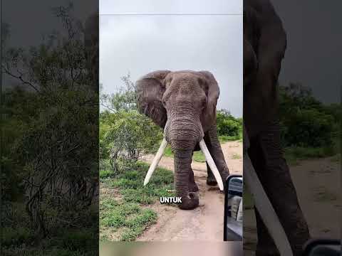 gading gajah harus dipotong?