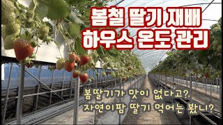 맛 없는 봄 딸기!!! 온도관리만 잘해도 딸기 맛을 살릴 수 있다