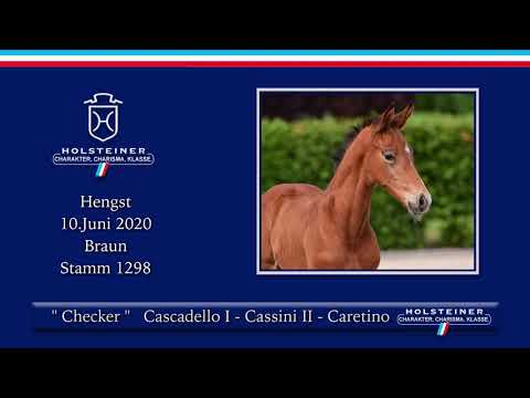 Holsteiner Elite-Fohlenauktion | Nr. 36 v. Cascadello I - Cassini II