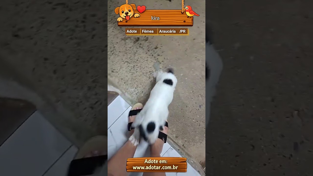 Cachorro raça SRD-ViraLata idade 2 a 6 meses nome kira