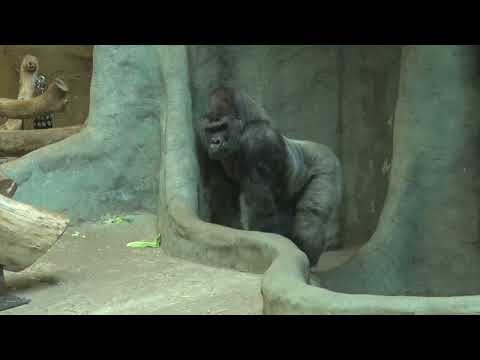 Meet Gorilla Azizi, Now at the Milwaukee County Zoo