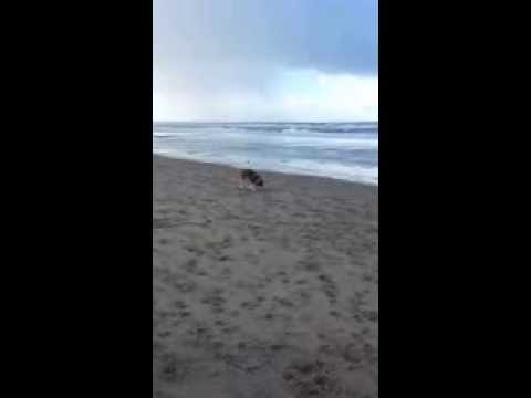 Husky's Diva Habiba & Storm, meet Uck and Malamute Howie