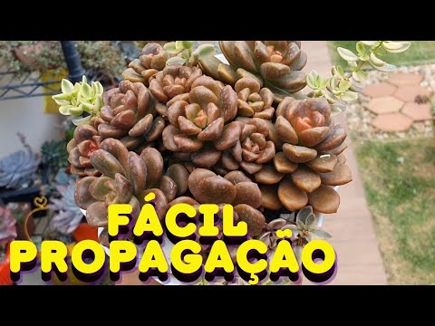 15 Easy-to-Propagate Succulents with Growing Tips