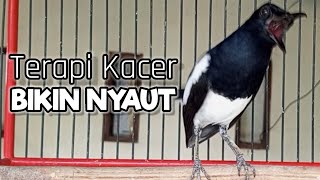 Download lagu PANCINGAN KACER GACOR BIKIN KACER MACET MALAS BUNYI, BAHAN LANGSUNG NYAUT GACOR ! mp3 Download lagu PANCINGAN KACER GACOR BIKIN KACER MACET MALAS BUNYI, BAHAN LANGSUNG NYAUT GACOR ! mp3