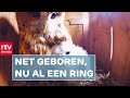 Bosuilkuikens ringen is een secuur werkje | RTV Drenthe