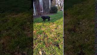 Video preview image #3 Labrador Retriever Puppy For Sale in MORGANTOWN, PA, USA