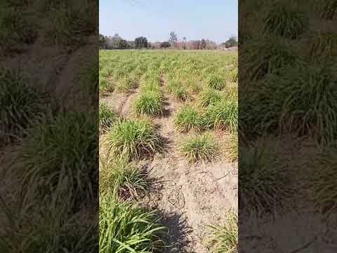 Pure Natural Lemongrass Essential Oil