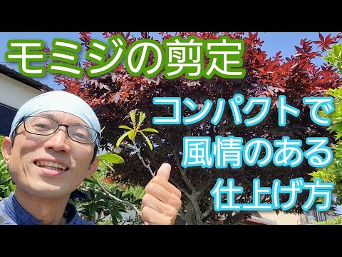 érable-Japon-Tamukeyama-pot-feuilles-rouge-grenade