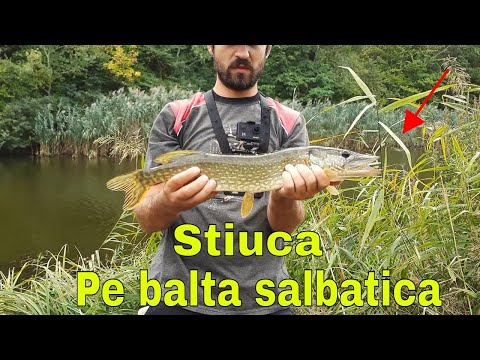 Pescuit la Stiuca pe o balta salbatica (toamna 2020)