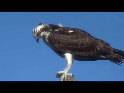 Osprey with Wonky Feathers Perched, Florida