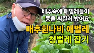 배추속 애벌레 잡기 / 배추흰나비 애벌레 청벌레 / 무농약 친환경 배추 재배 / 배추 속을 갉아 먹는 청벌레…