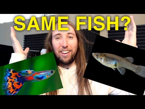 Guppies vs Mosquitofish, What's the Difference?