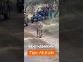 Tiger Attitude Shorts Shortsfeed Wildlife