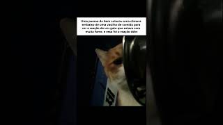 A reação desse gato foi registrada por uma câmera escondida