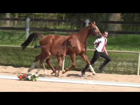 KN 15: Fohlen von Eldorado van de Zeshoek - Cinsey