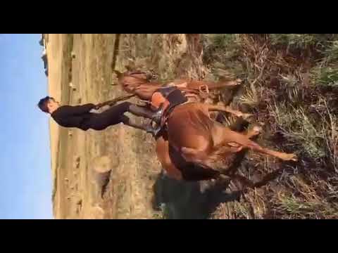 Ciccio Vintaloro Spettacoli Equestri in Sicilia
