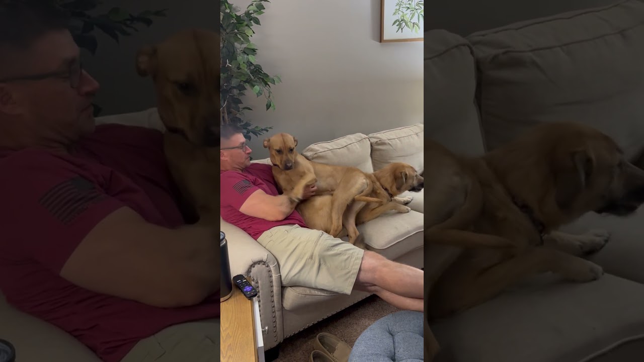 Pumpkin, a Adoptable mixed breed in Crystal, MN video 6/6
