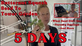 Butternut Squash Seed To #towergarden In 5 Days#garden #hydroponicgardening #indoorgarden