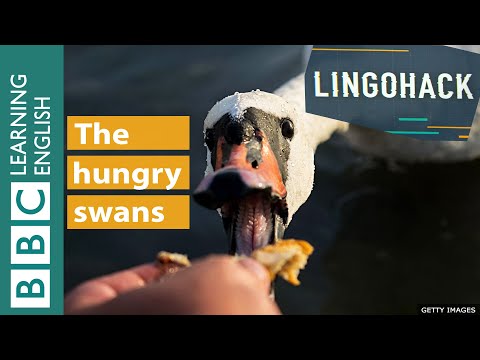 飢餓的天鵝。Lingohack (The hungry swans: Lingohack)