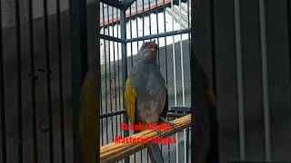 Download lagu Cucak kelabu gacor mp3