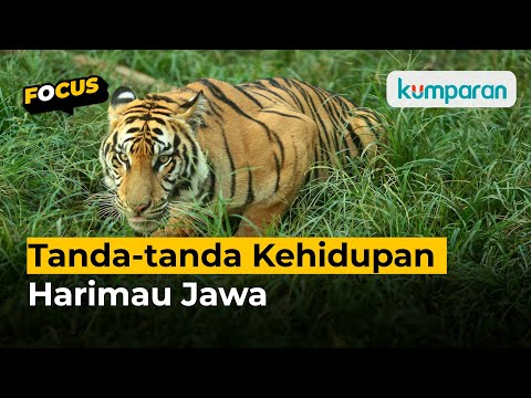 Rambut Harimau Jawa, yang Dinyatakan Punah sejak 1980-an, Ditemukan di Sukabumi