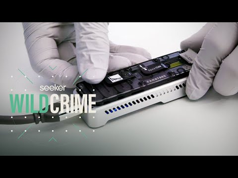 サメの密漁を取り締まるDNAシーケンサー (DNA Sequencing Is Cracking Down on Shark Poaching)