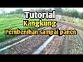 Concept Budidaya sayuran kangkung, paling seru! Concept Budidaya sayuran kangkung, paling seru!