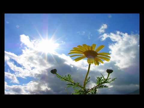 North Sunset - Morning Flower (Original Mix)