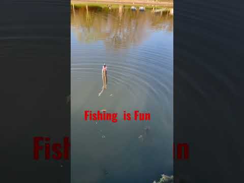 Crazy Fishing! #shortsvideo #shorts #crazy #lol #fish #fishing #wow #big #giant  #pond