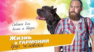 Собаки для дома и двора. Какие лучше. Экспертное мнение 