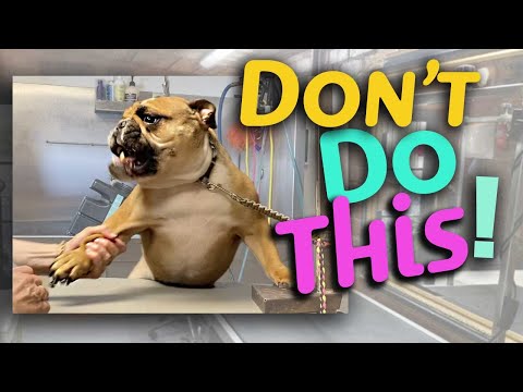 YouTube video about: How to restrain a dog while grooming at home?