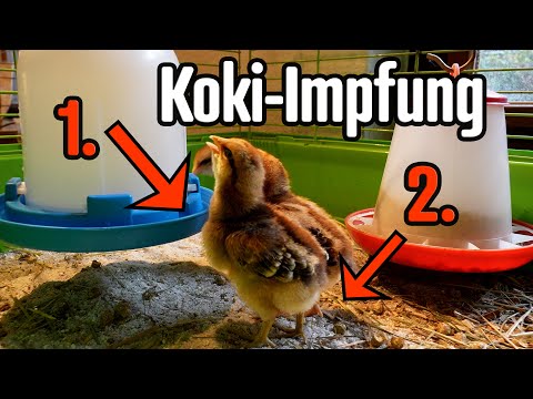 Kokzidiose Impfung Hühner Küken. Das empfehle ich jedem!