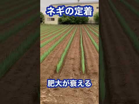 球根とヒヨドリ
