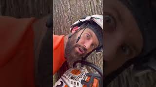 How to cut a tree down using a traditional notch!!