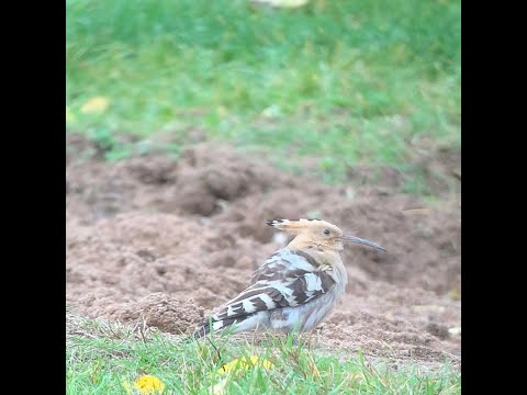 Eurasian Hoopoe, Skultorp 20191019