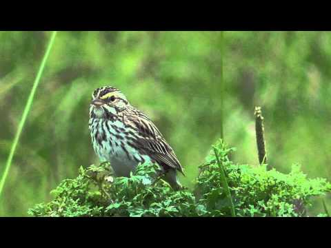 Strnádlik trávový (Passerculus sandwichensis) — správanie, biotop a hlas