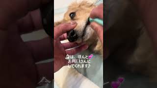 【16歳愛犬】今日のチョイくん♡♡♡#ハイシニア犬歯磨き#シニア犬との暮らし #可愛いハイシニア犬