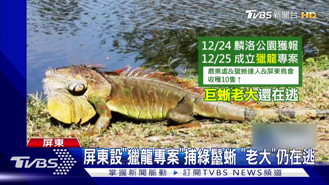 綠鬣蜥樂園?一天捕10隻 「巨蜥老大」仍在逃