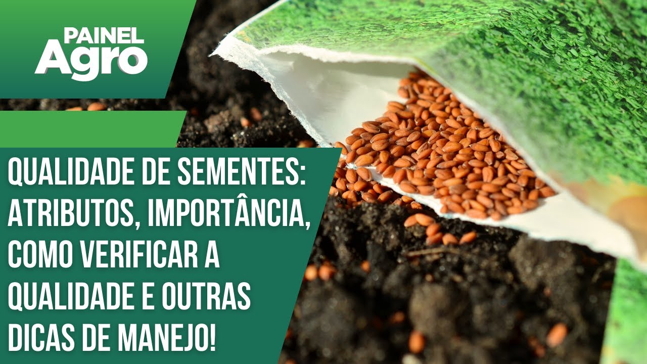 Qualidade de sementes: atributos, importância, e como verificar a qualidade