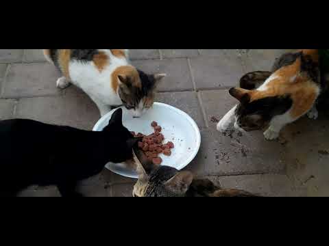 🐈️🐈️🐈️ one of these cats is gentle 🐈️ #catlovers #animallovers