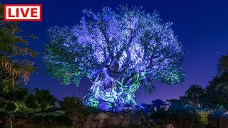 🔴 LIVE:  Disney’s Animal Kingdom 🌳🌙🦁 || Night-time Safari, Tree Awakening & More!