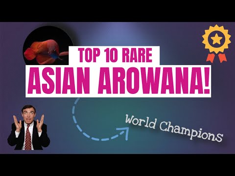 TOP 10 RARE ASIAN AROWANA!