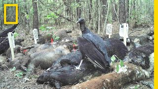 See What Happens When Three Tons of Dead Pigs Rot in the Woods | National Geographic