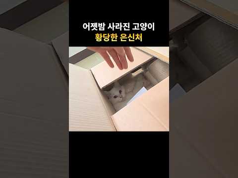 사라진 고양이를 찾은 곳이