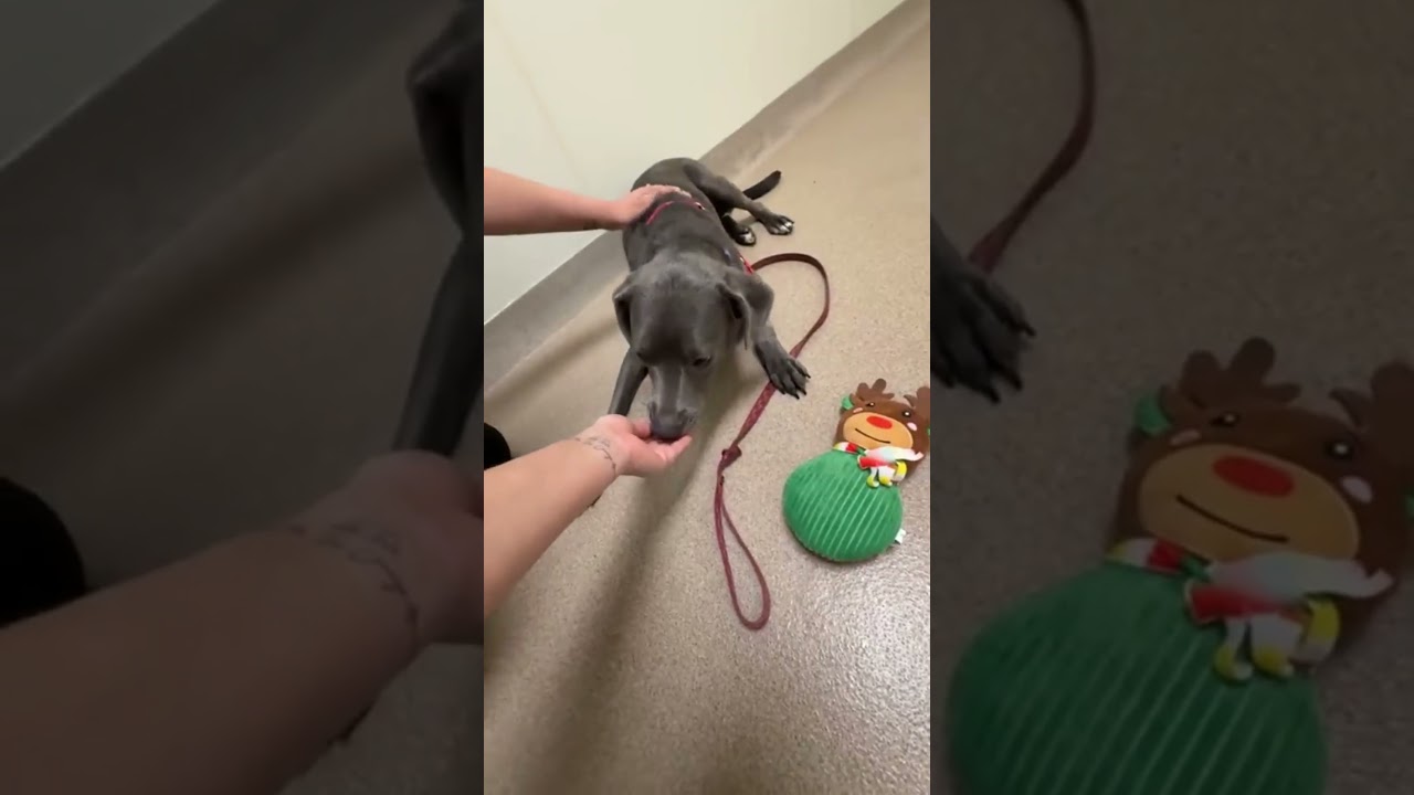 Enlarge Kirby, a Adoptable Mixed Breed in Oshkosh, WI video 6/6