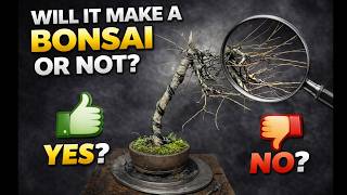 Literati Larch Bonsai Transformation Repotting & Styling