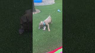 Video preview image #1 Labrador Retriever-Unknown Mix Puppy For Sale in The Woodlands, TX, USA