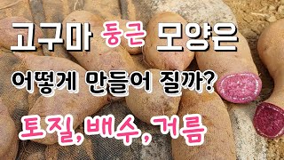고구마 모양 둥글게 만드는 재배 기술 꿀팁 ,당도 최고로 달게 만드는 고구마  재배기술,sweet potat…