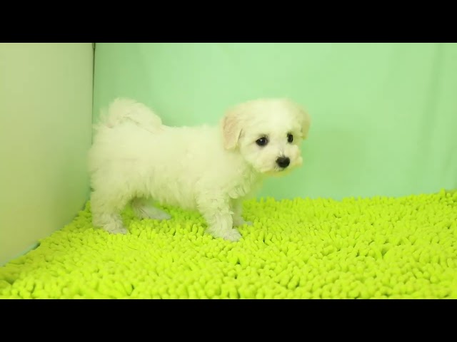 (子犬) 犬種:ビション・フリーゼ 女の子 ブリーダー マロニエケンネル MARRONNIER KENNEL k3087の画像