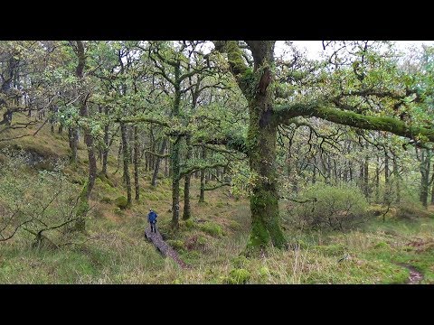 Blethering Ben - 92 - Ariundle Oakwood